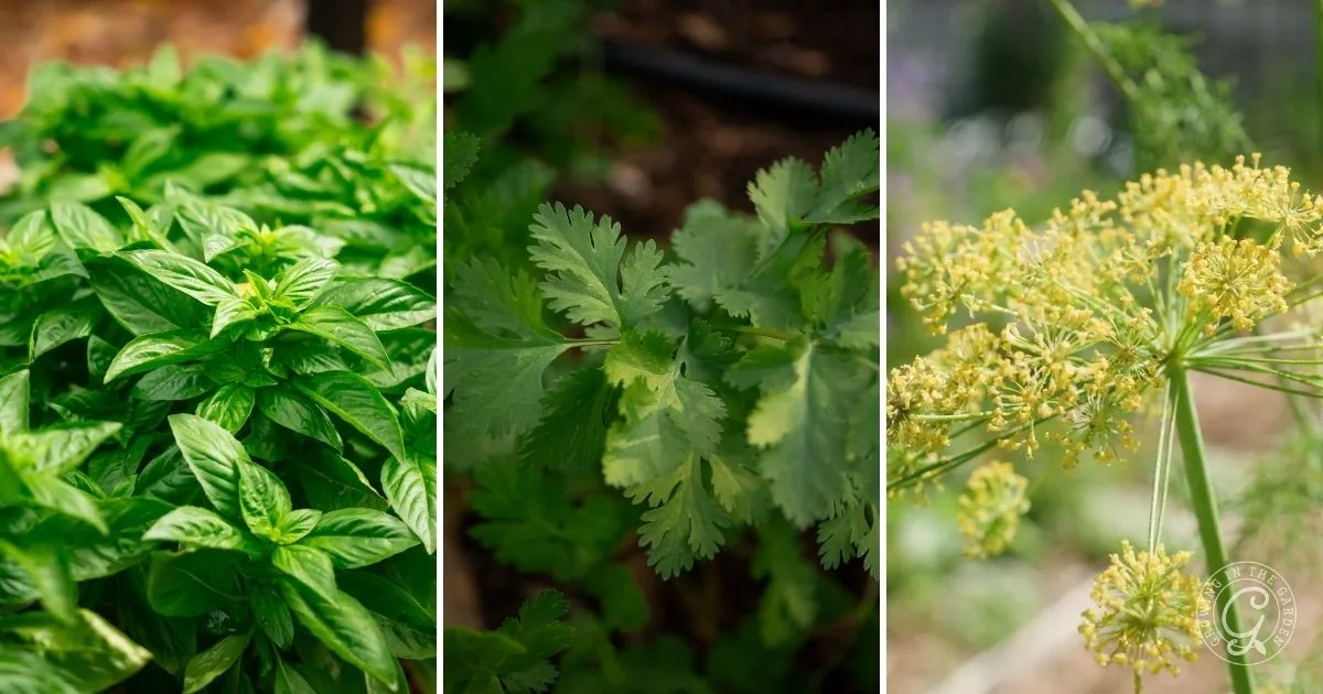 Close-up photos of basil, cilantro, and dill plants thriving outdoors in a garden, perfect for inspiration on how to grow herbs in containers.