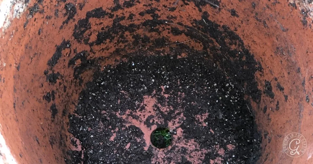Top view of an empty terracotta plant pot with soil and a drainage hole, perfect for learning how to repot herbs or knowing when to repot herbs for healthy plant growth.
