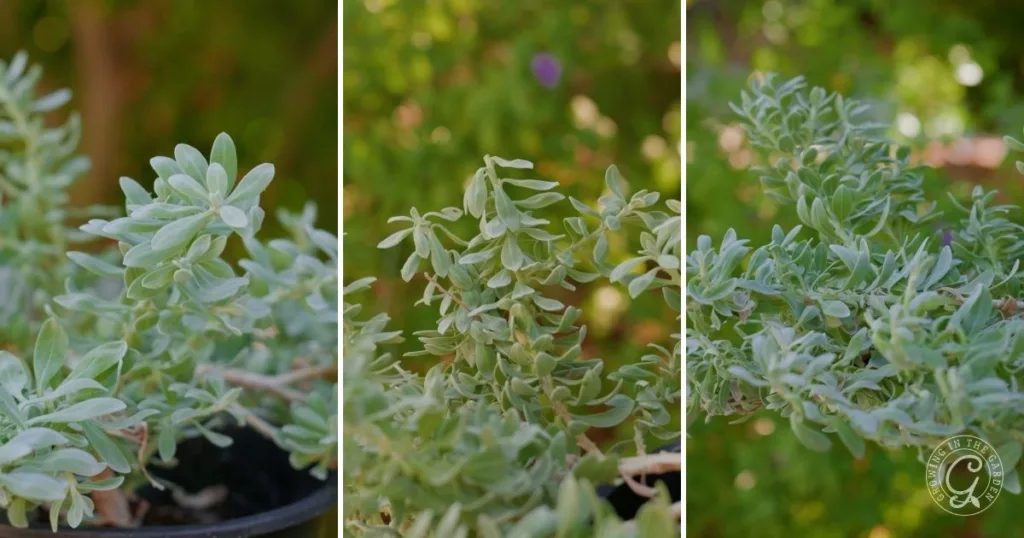Three close-up views of a silvery-green succulent plant with small, oval leaves—one of the best shrubs for desert landscape—set against a blurred green background.
