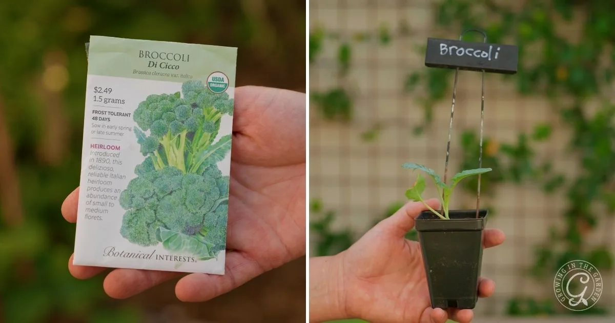 A hand holds easy to grow broccoli seeds on the left; a young broccoli seedling in a pot is on the right, perfect for planting as fall vegetables in regions with mild winters.