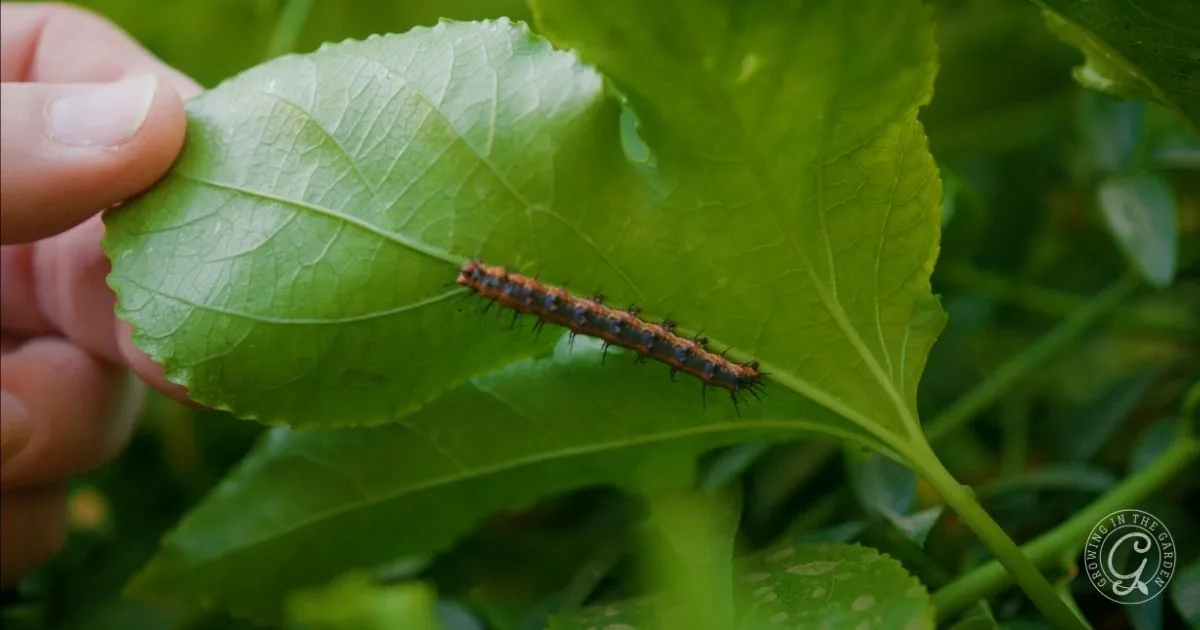 A hand holds a green leaf from milkweeds with a spiky, black and orange caterpillar crawling on it&mdash;perfect for a butterfly garden in Arizona.