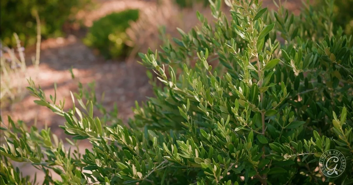 Olive tree with green leaves in a sunlit garden, surrounded by blurred plants and soil&mdash;perfect for attracting butterflies just like a Butterfly Garden Arizona, with hints of nectar-rich milkweeds nearby.