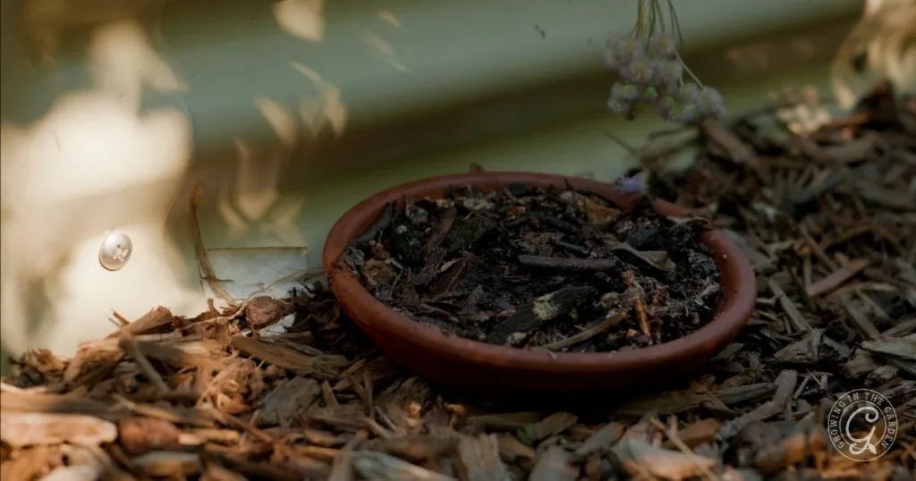 A small clay dish with soil and mulch sits on wood chips near a light-colored wall, perfect for starting milkweeds in your Butterfly Garden Arizona or attracting pollinators seeking nectar.
