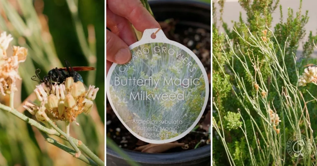 Close-up of a wasp on milkweed flowers, a plant tag reading Butterfly Magic Milkweed, and potted milkweed—one of the best shrubs for desert landscape.