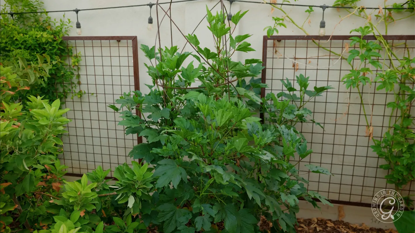 Green leafy bush growing in front of garden trellises against a white wall with string lights above.