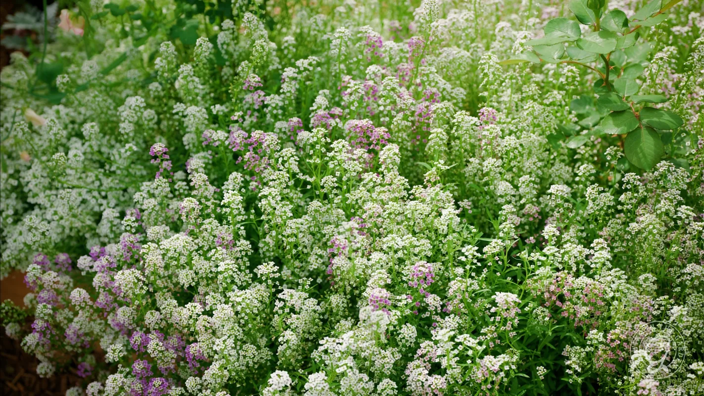 A dense patch of small white and light purple flowers blooming in a green garden.