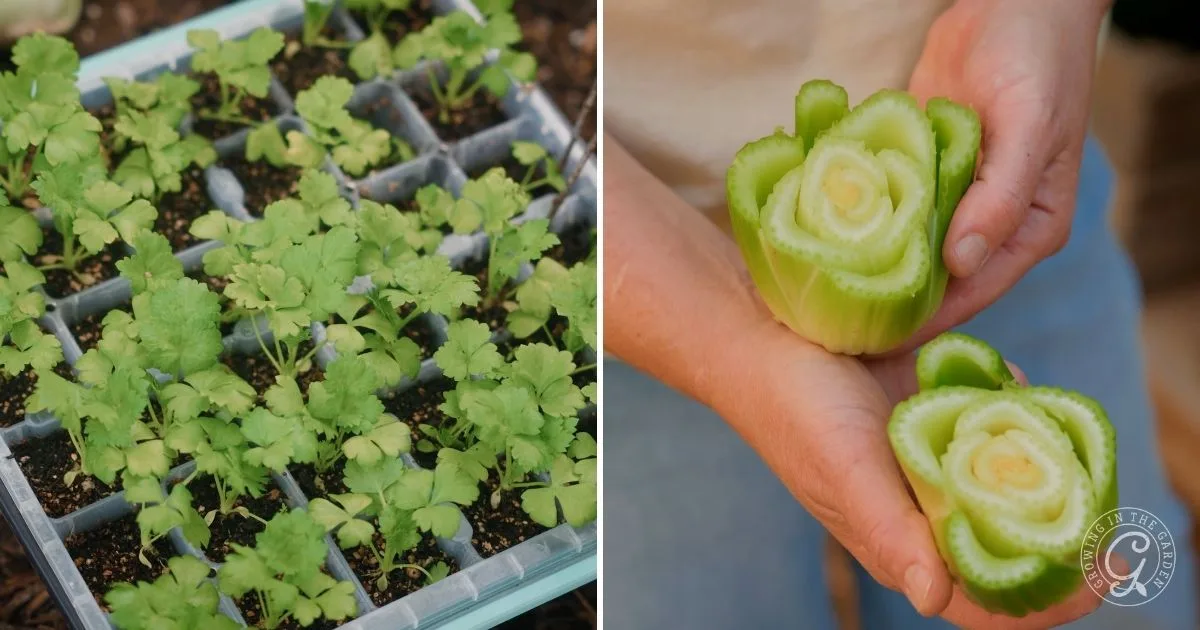 Tray of young green seedlings on left; hands holding easy vegetables like celery bases ready for regrowing on right&mdash;a great activity for mild winters and fall vegetables.