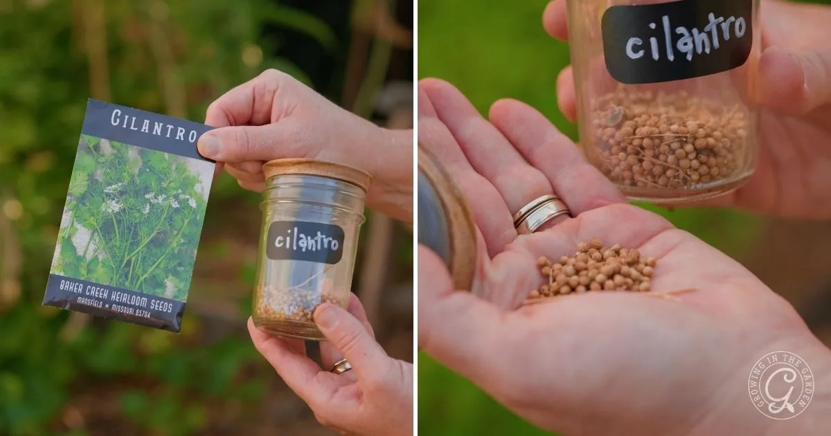 Two hands holding cilantro seeds&mdash;one in a jar, the other in a packet labeled Cilantro. Cilantro is one of the easy vegetables to grow, especially during mild winters or as part of your fall vegetables garden.