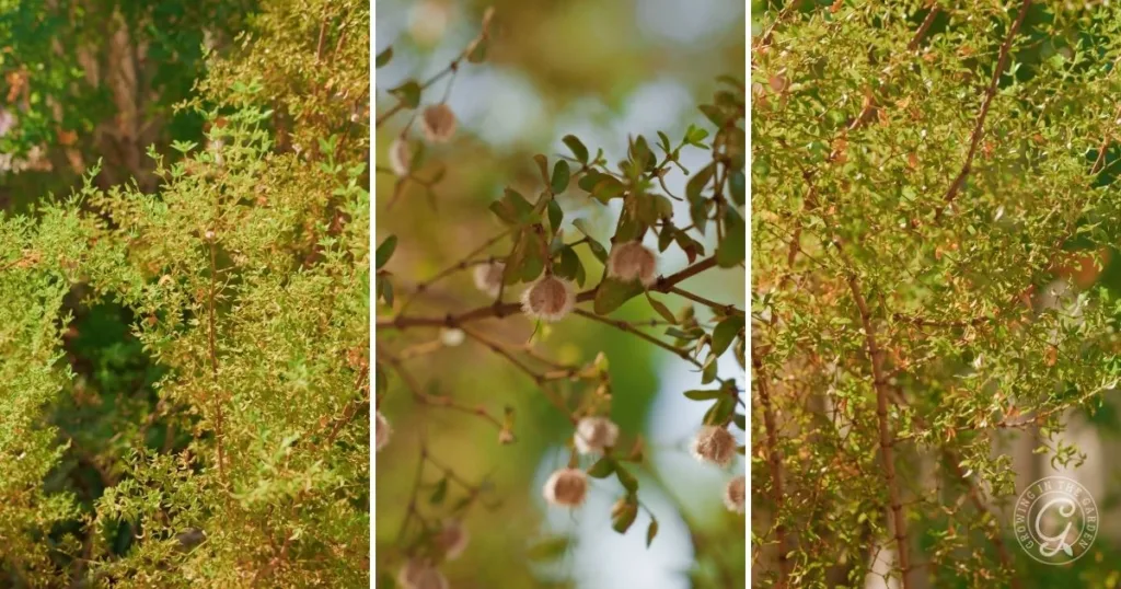 Three close-up shots of a green bush with small leaves and round, fluffy white seed pods—one of the best shrubs for desert landscape, adding unique texture and resilience to arid gardens.