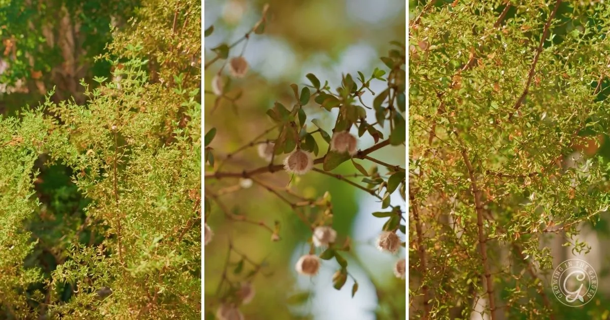 Three close-up shots of a green bush with small leaves and round, fluffy white seed pods—one of the best shrubs for desert landscape, adding unique texture and resilience to arid gardens.