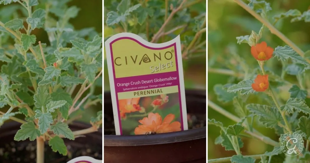 Close-up of a potted Orange Crush Desert Globemallow, one of the best shrubs for desert landscape, with small orange flowers and a plant label.