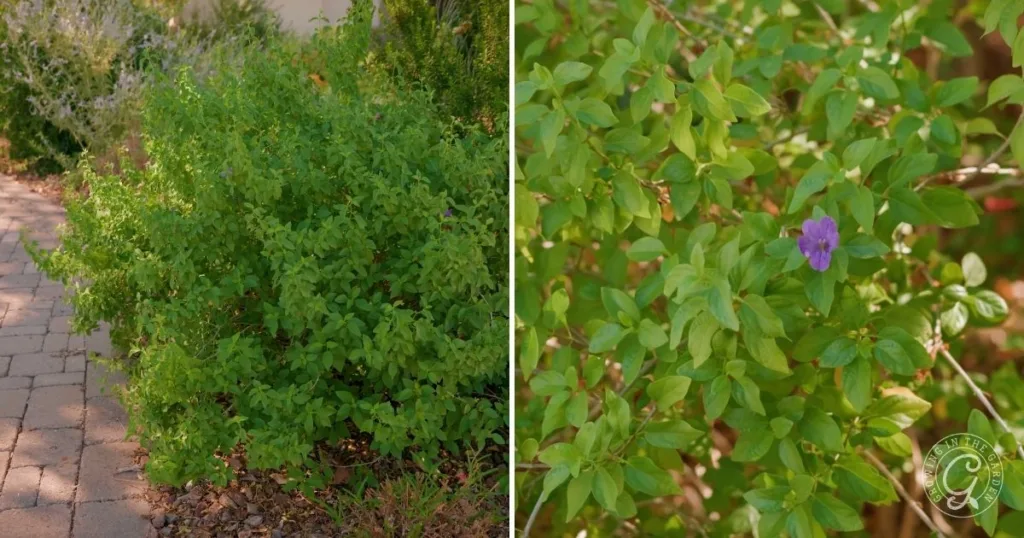 Dense green shrubs with small leaves next to a walkway; among the foliage, one purple flower is visible—an example of the best shrubs for desert landscape design.
