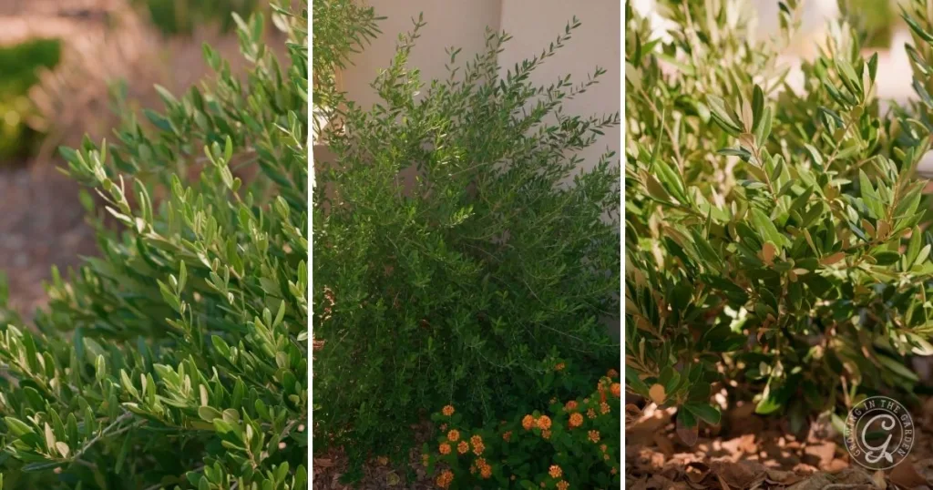 Three images show dense, green, leafy olive bushes growing in a sunny garden with some flowers and soil—one of the best shrubs for desert landscape settings.