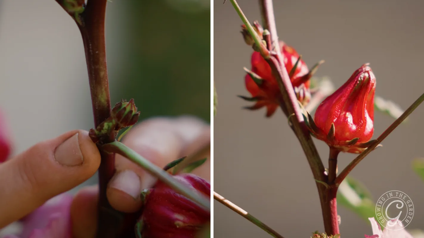 Close-up of fingers touching a roselle plant stem, and red roselle calyces growing on branches.