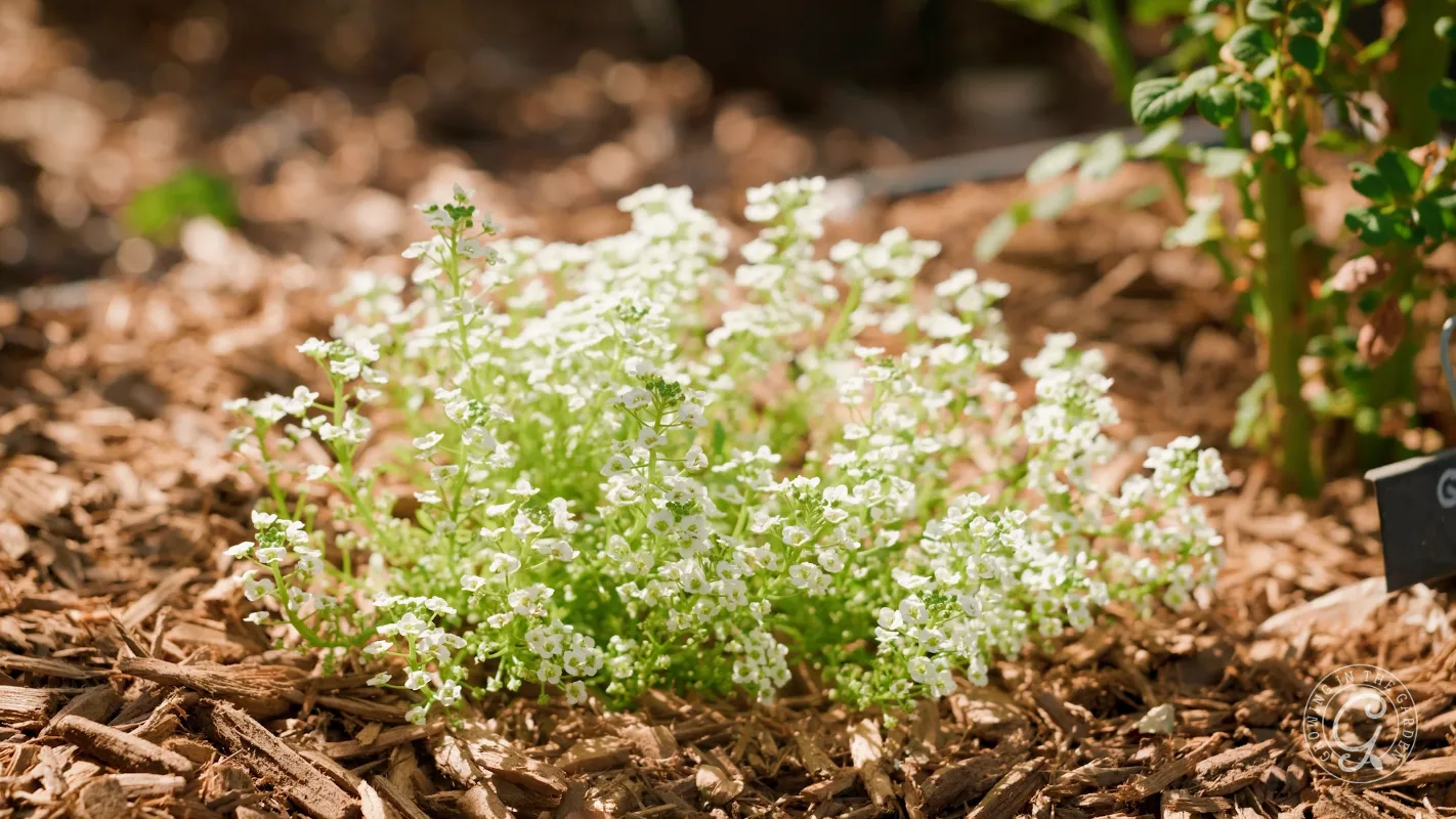 Small white flowers grow in a garden bed covered with brown mulch, surrounded by greenery.
