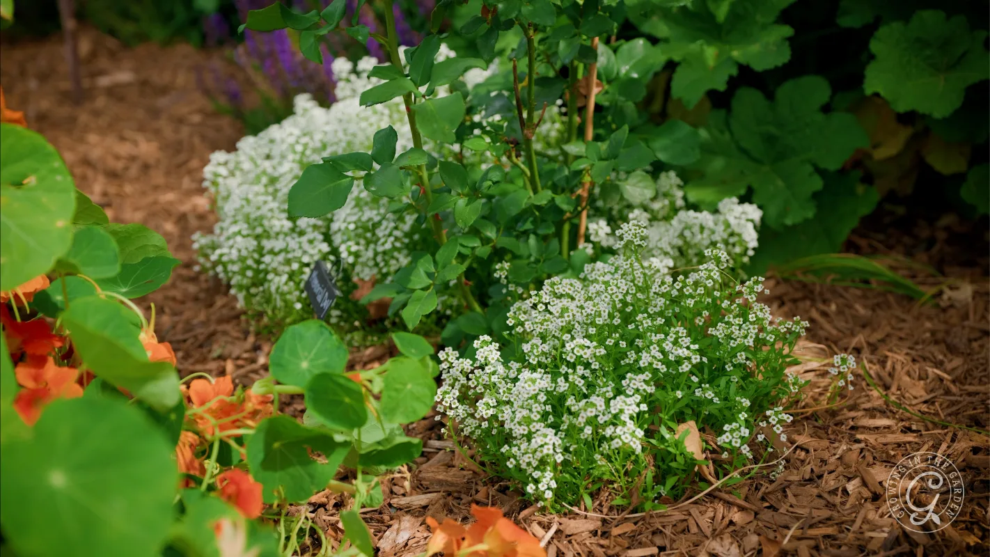 Small white flowers and green plants growing in a mulched garden bed with some orange blossoms nearby.