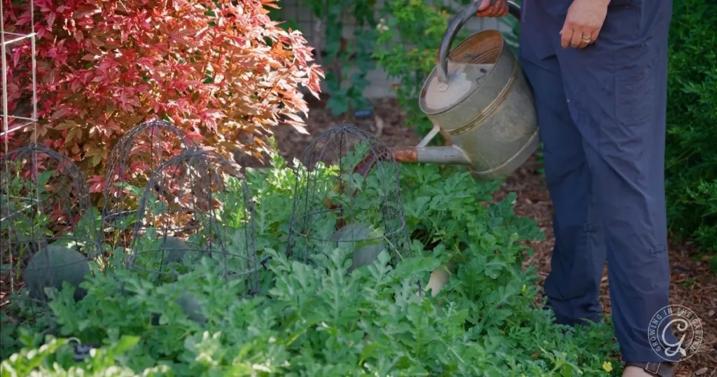 Person watering lush garden plants with a watering can next to red and green foliage on a sunny day, embracing the garden transition from summer to fall.