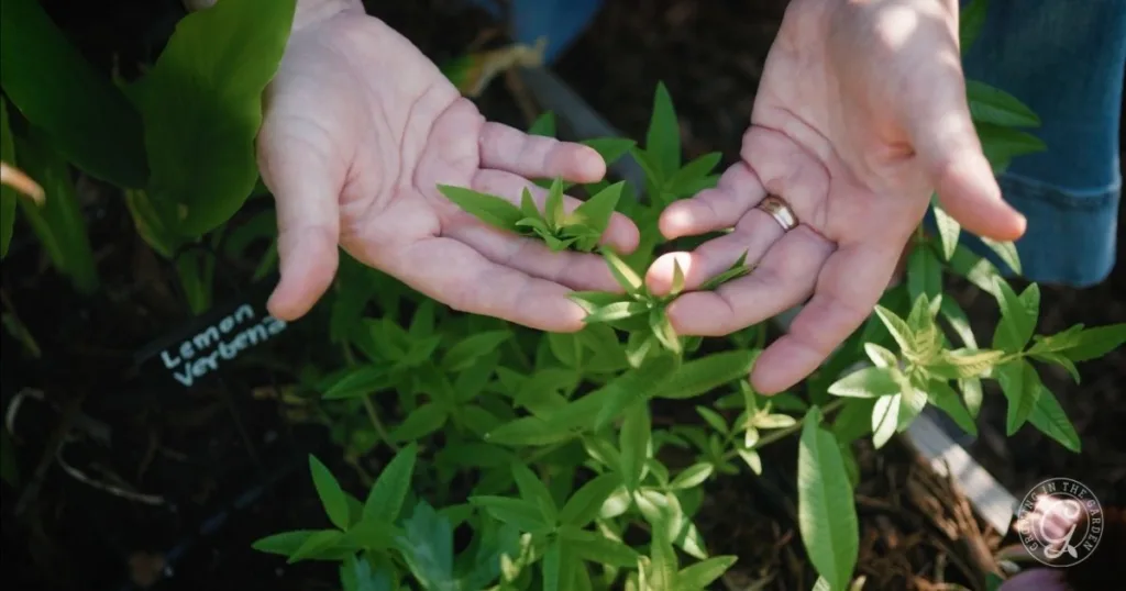 Two hands gently hold stems of a lemon verbena plant growing in a garden bed, showcasing attentive fall perennial herb care.