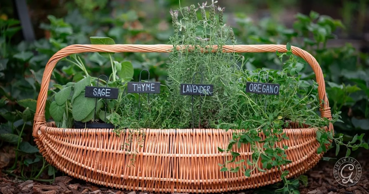 A wicker basket filled with fresh sage, thyme, lavender, and oregano herbs&mdash;each labeled with a small sign&mdash;showcases proper fall perennial herb care.
