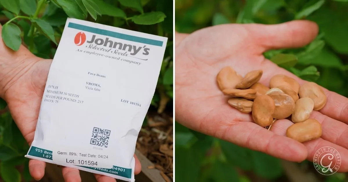 A hand holding a seed packet and another hand holding several broad, tan fava bean seeds near green plants&mdash;perfect for planting easy fall vegetables that thrive in mild winters.