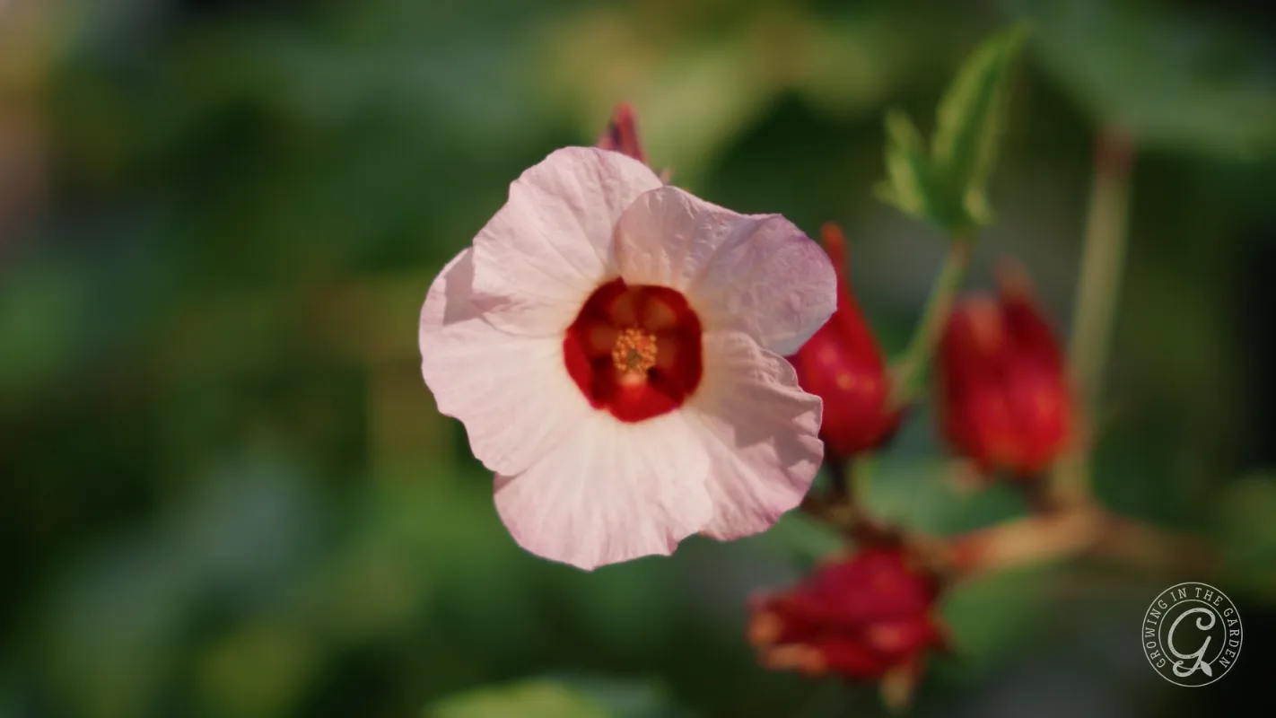 Close-up of a pale pink flower with a red center, surrounded by red buds and green leaves in sunlight.