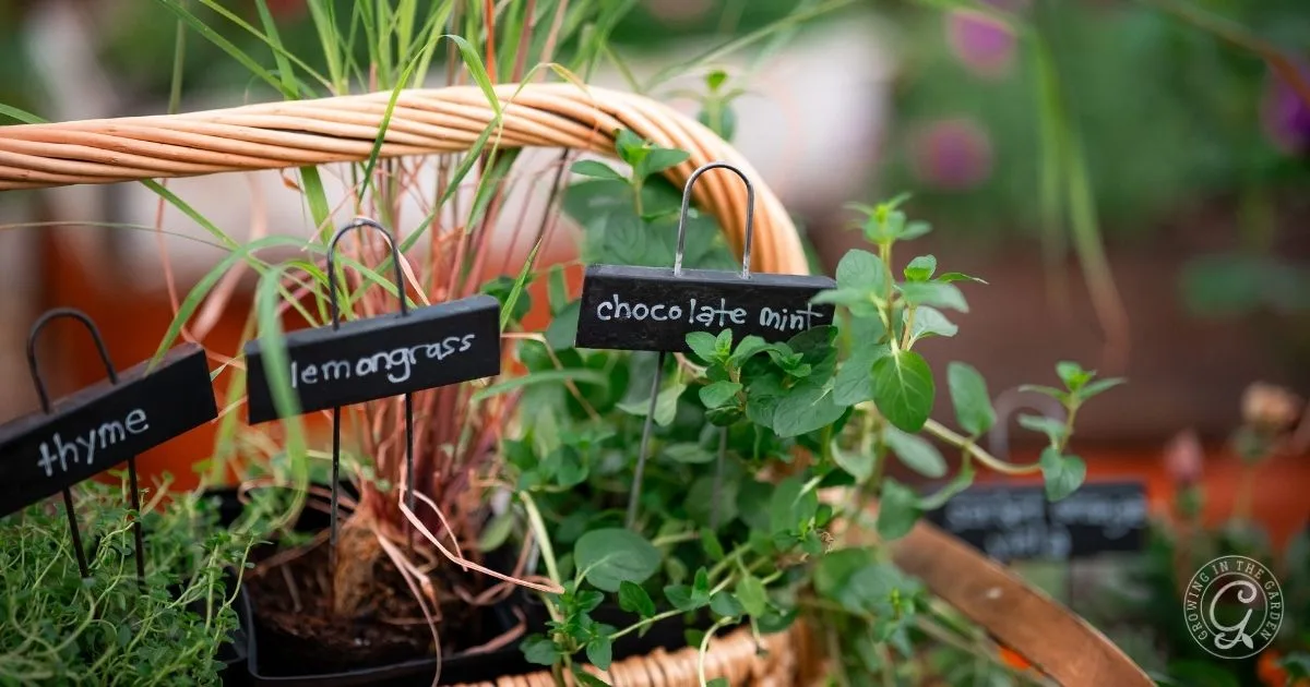 A basket with thyme, lemongrass, and chocolate mint plants, each labeled with small black signs&mdash;an inspiring example of how to grow herbs in containers for your kitchen or patio garden.