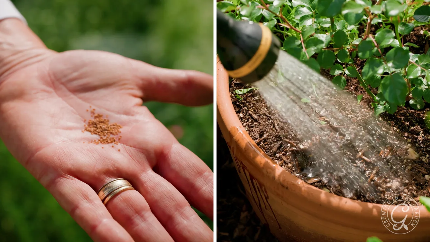 Left: Hand holding seeds. Right: Watering a potted plant with green leaves.