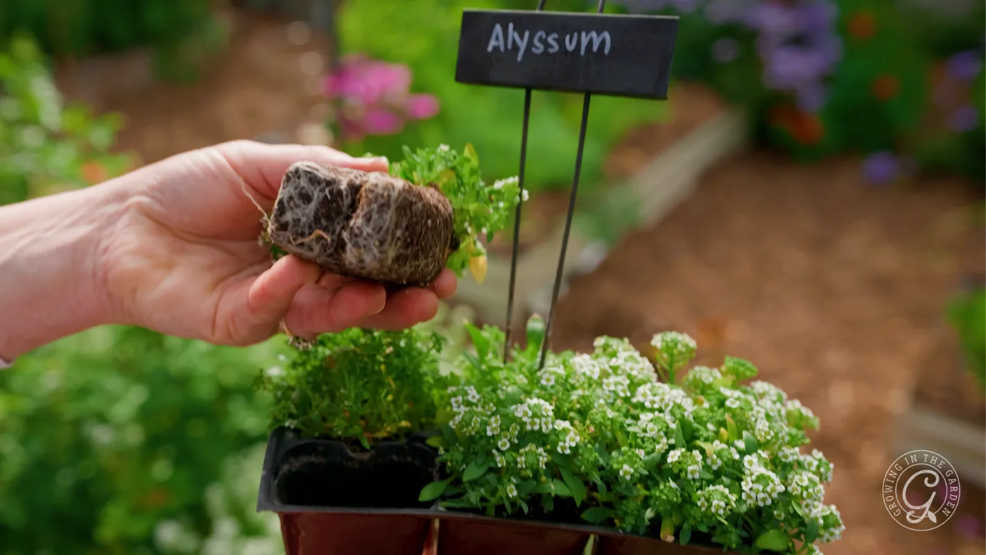 A hand holds an Alyssum seedling beside a labeled planter with blooming white Alyssum flowers.