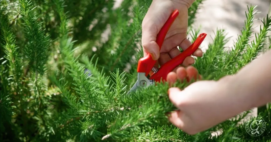 Hands using red pruning shears to trim rosemary branches in a garden, focusing on essential fall perennial herb care.