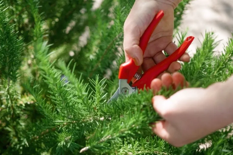 Fall Perennial Herb Care: Revive and Maintain Your Herbs featured image