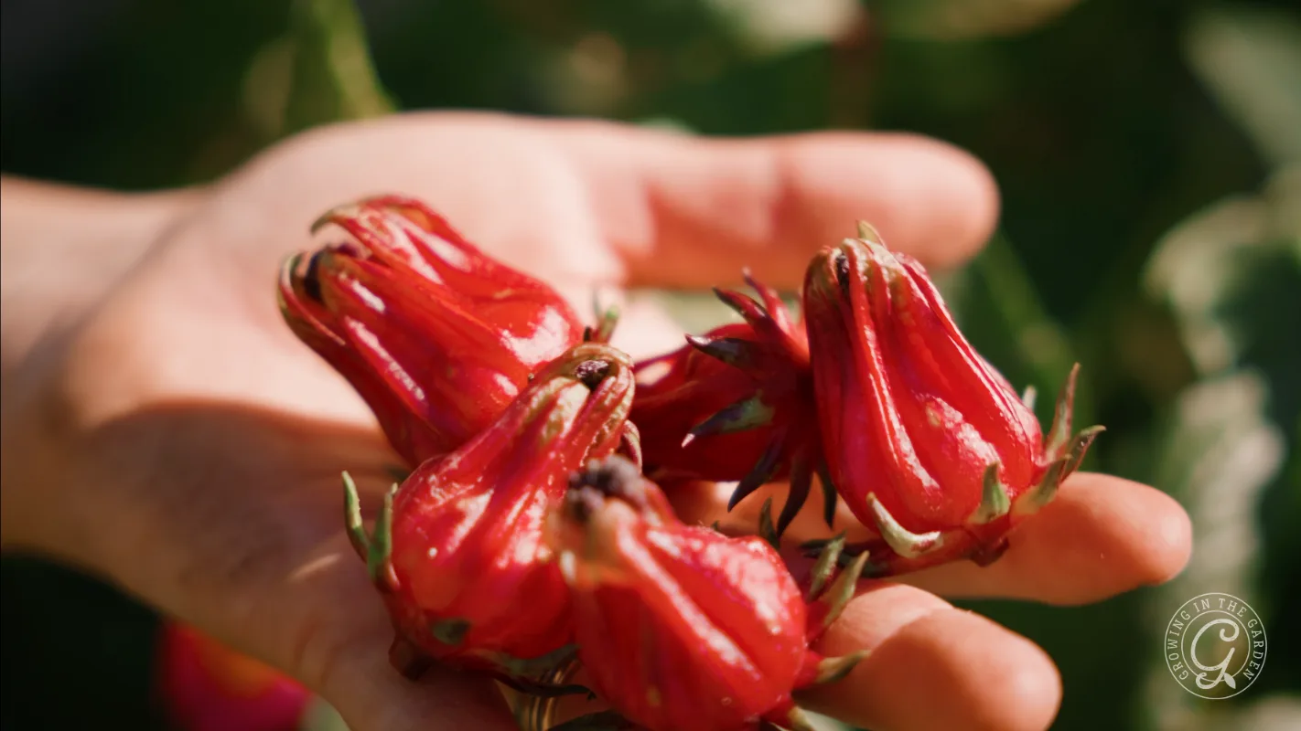 A hand holding several bright red roselle calyces with greenery blurred in the background.