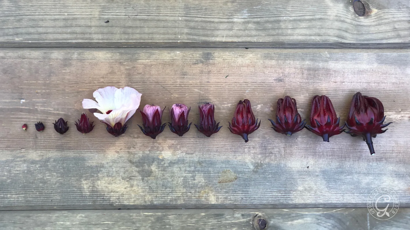 Roselle calyces shown in a row, arranged from smallest bud on the left to largest open calyx on the right.