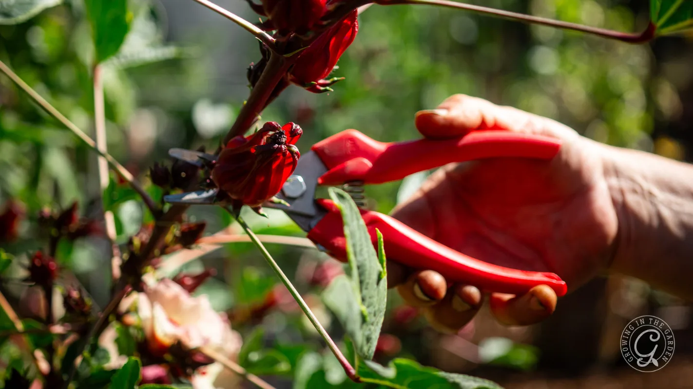 Hand using red pruning shears to cut a red flower in a sunlit garden, with green leaves around.