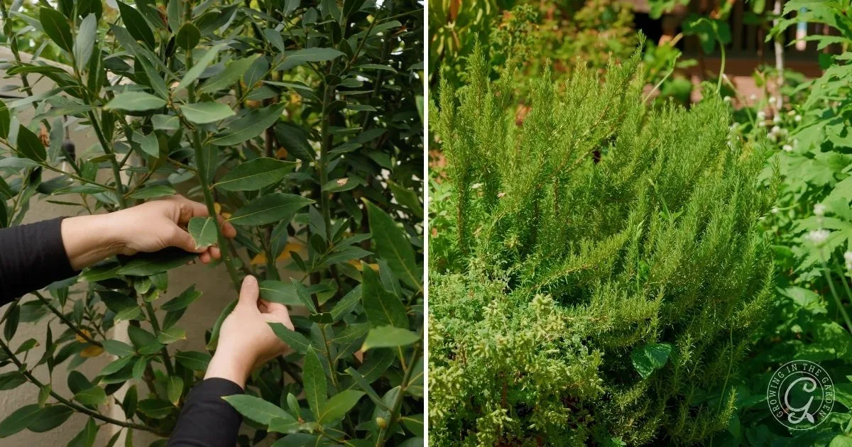 Hands picking bay leaves on left; rosemary and herbs growing closely together on right, showing how to grow herbs in containers for a fresh kitchen garden.