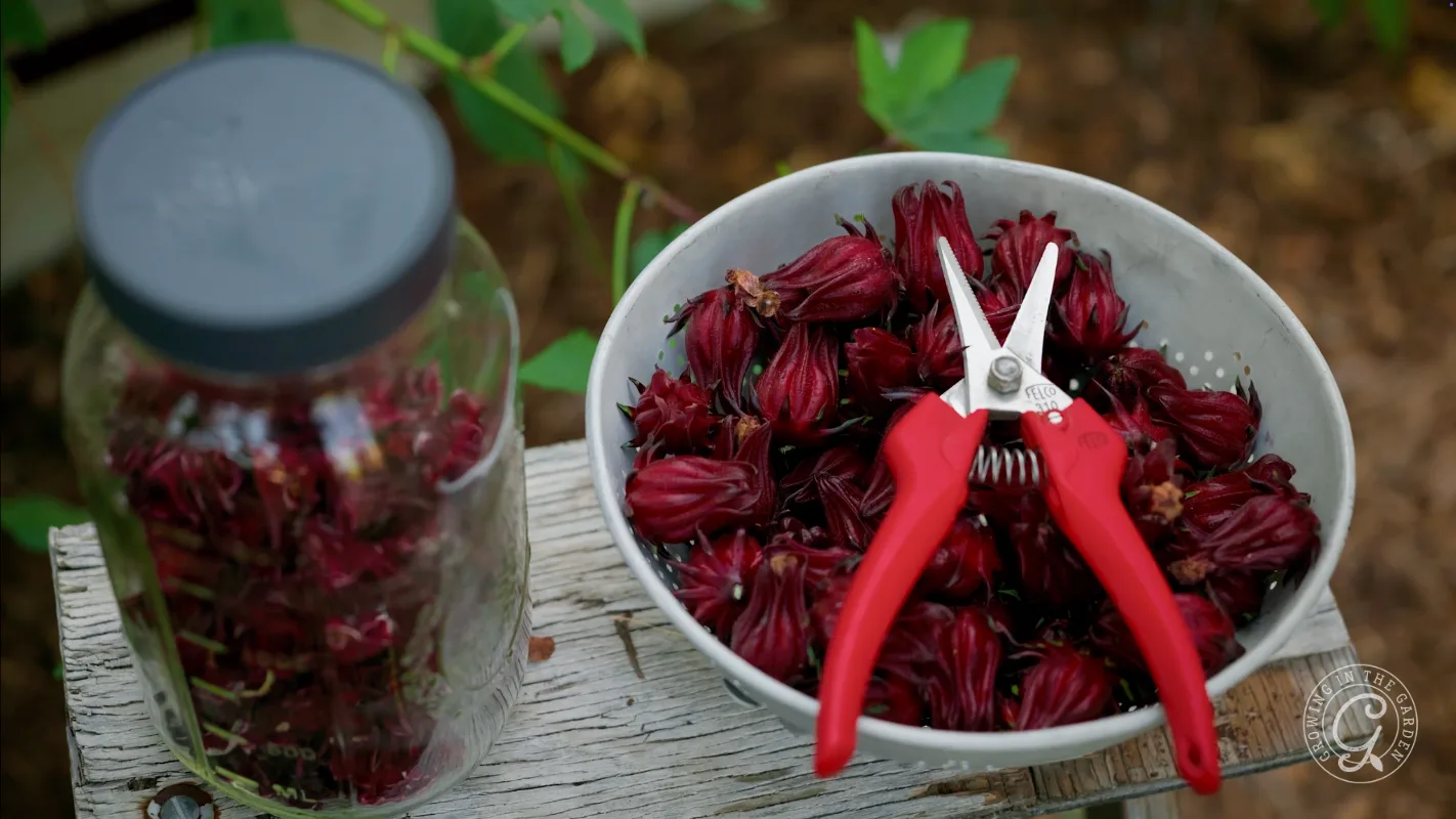 A bowl of red hibiscus calyces with garden shears, next to a jar, on a wooden surface outdoors.