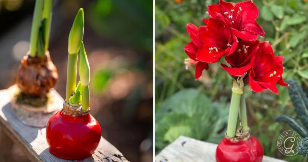 Two stages of a red amaryllis: one in bud form, one in full bloom, both in wax-coated bulbs—an inspiring glimpse for anyone interested in how to grow amaryllis at home.