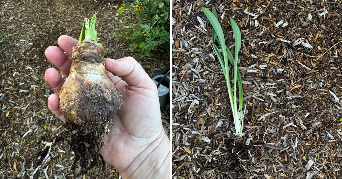 A hand holds a sprouting bulb; the same bulb is planted with green shoots in mulch, illustrating how to grow amaryllis successfully.