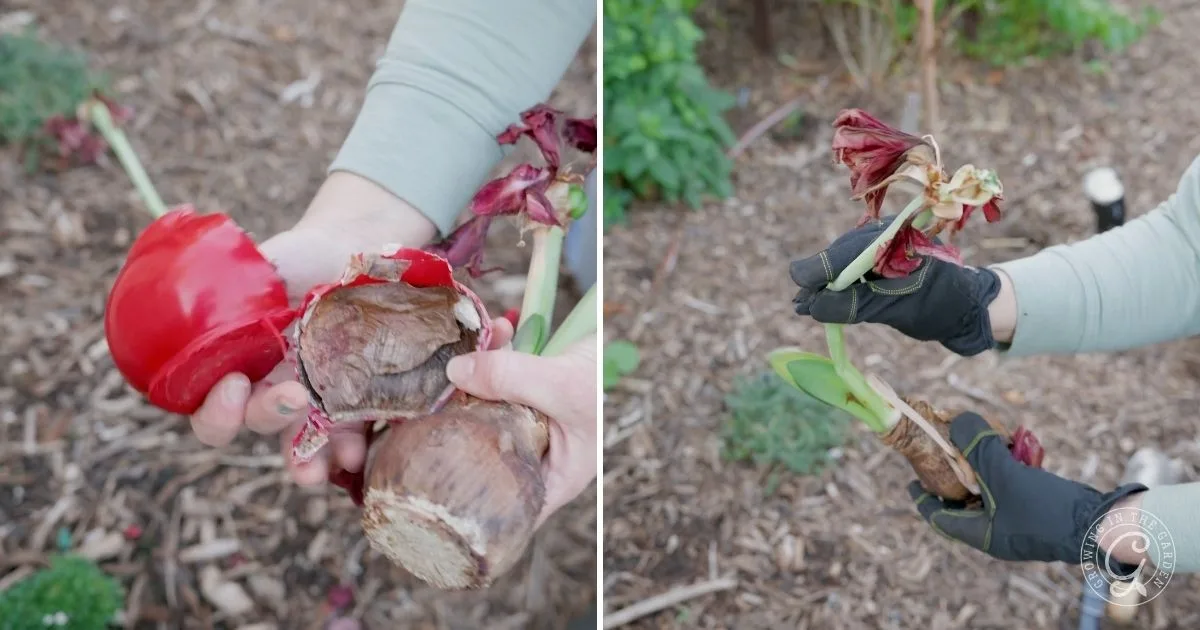 Two images showing hands removing dead leaves from amaryllis bulbs in a garden with mulch on the ground, demonstrating an essential step in learning how to grow amaryllis successfully.