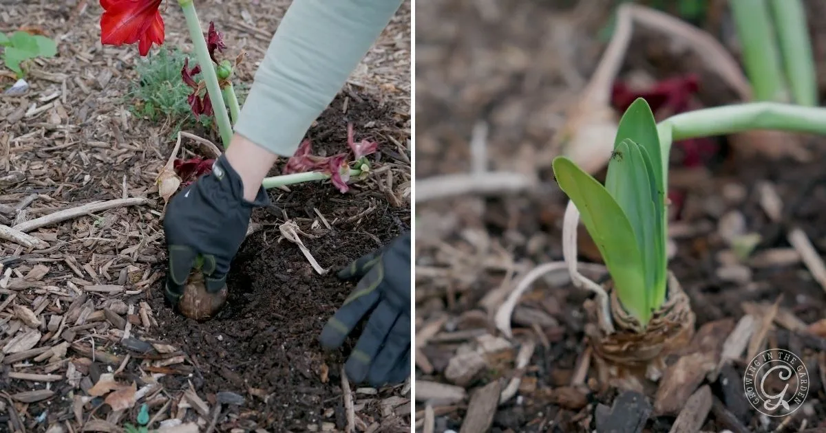 Gloved hands planting a bulb in soil; a sprouting bulb with green leaves in garden mulch, illustrating how to grow amaryllis.
