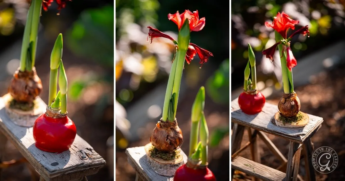 Three blooming amaryllis bulbs in pots are displayed on wooden stands outdoors in bright sunlight, showcasing their vibrant flowers and offering inspiration for those interested in how to grow amaryllis successfully.