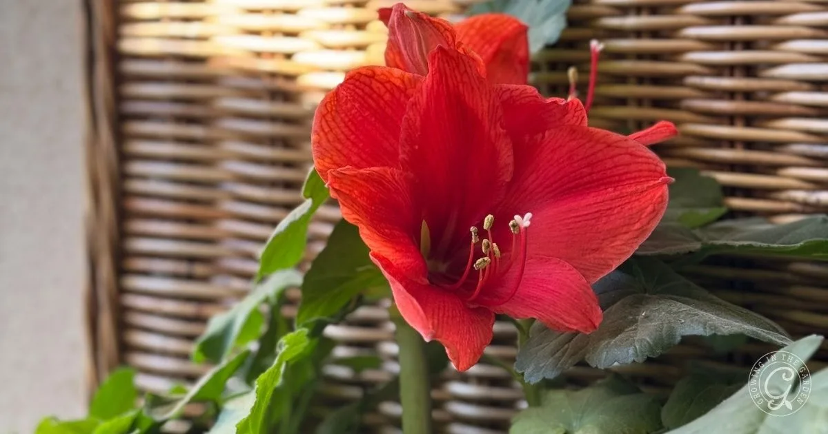 A vibrant red amaryllis flower with green leaves in front of a woven wicker background, offering inspiration for those curious about how to grow amaryllis at home.