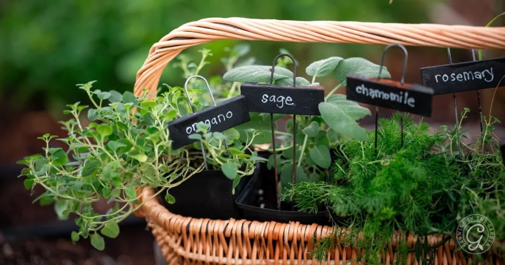 A basket with pots of oregano, sage, chamomile, and rosemary—each labeled with a small chalkboard sign—offers a charming example of how to grow herbs in containers.