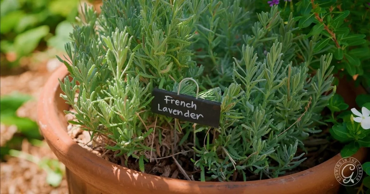 A potted French lavender plant with a small black label reading French Lavender&mdash;perfect for those learning how to repot herbs or wondering when to repot herbs for the healthiest growth.