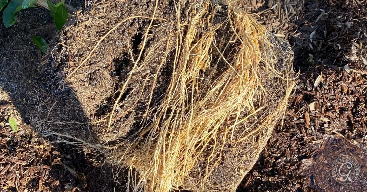 A close-up of tangled roots wrapped around a plant&rsquo;s soil, showing a root-bound plant&mdash;a helpful visual for learning when to repot herbs.