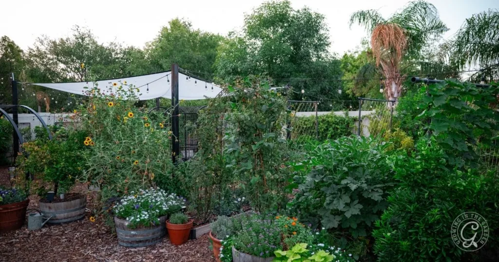 A lush garden with various plants and flowers in pots and beds, under string lights and surrounded by trees—perfect for summer to fall gardening with plenty of opportunities for seamless garden transition.