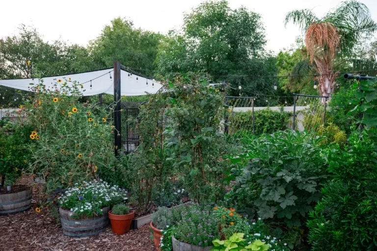 How to Transition Your Garden from Summer to Fall featured image