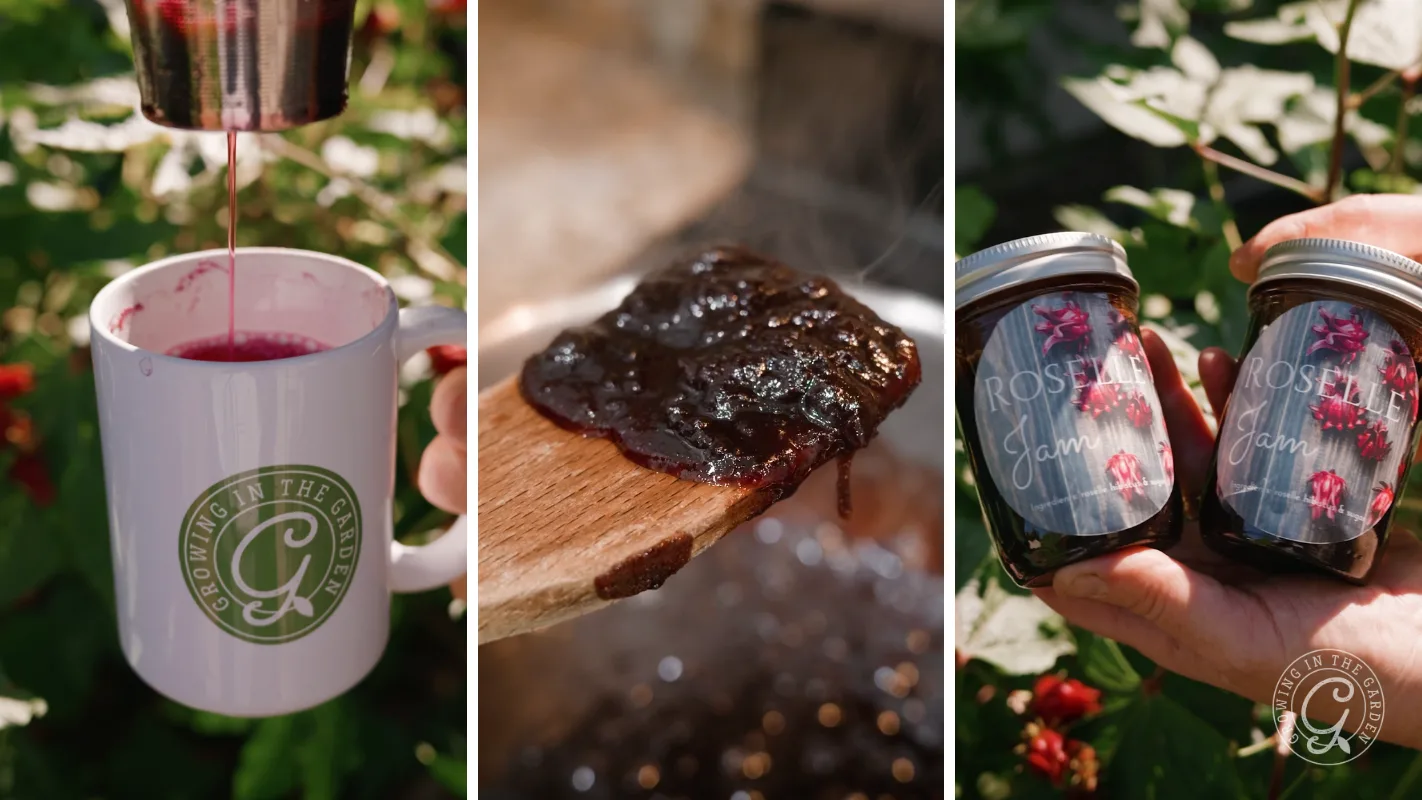 Roselle jam making: juice pouring into a mug, jam on a spoon, and jars of finished roselle jam.