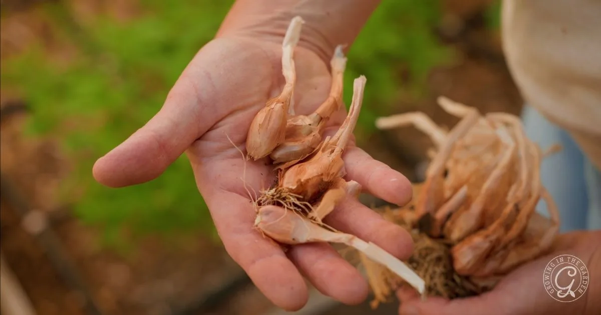 A hand holds several garlic cloves with roots, outdoors in a garden&mdash;a great example of easy vegetables to grow during mild winters or alongside other fall vegetables.