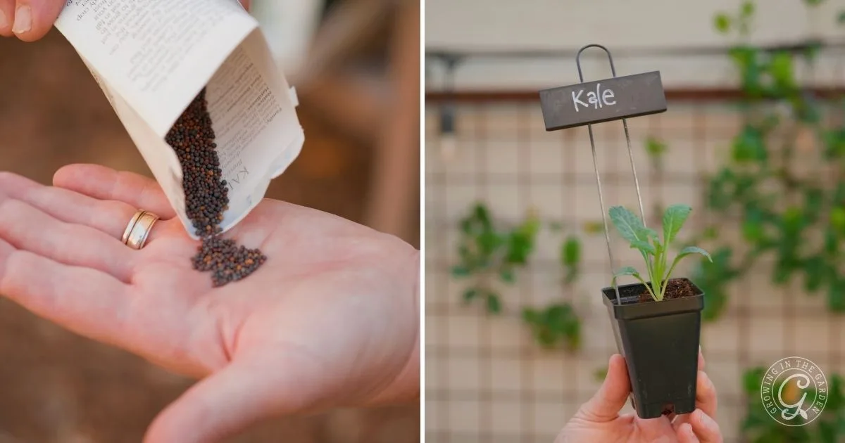 A hand holding tiny seeds next to a potted kale seedling labeled &ldquo;Kale&rdquo; on a small sign, highlighting that kale is easy to grow and perfect for fall vegetables.