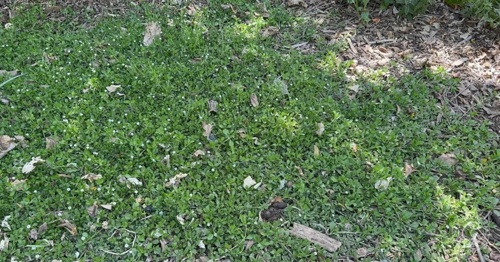 A patch of green ground cover with small white flowers and scattered sticks on the soil, adding charm alongside the best shrubs for desert landscape designs.